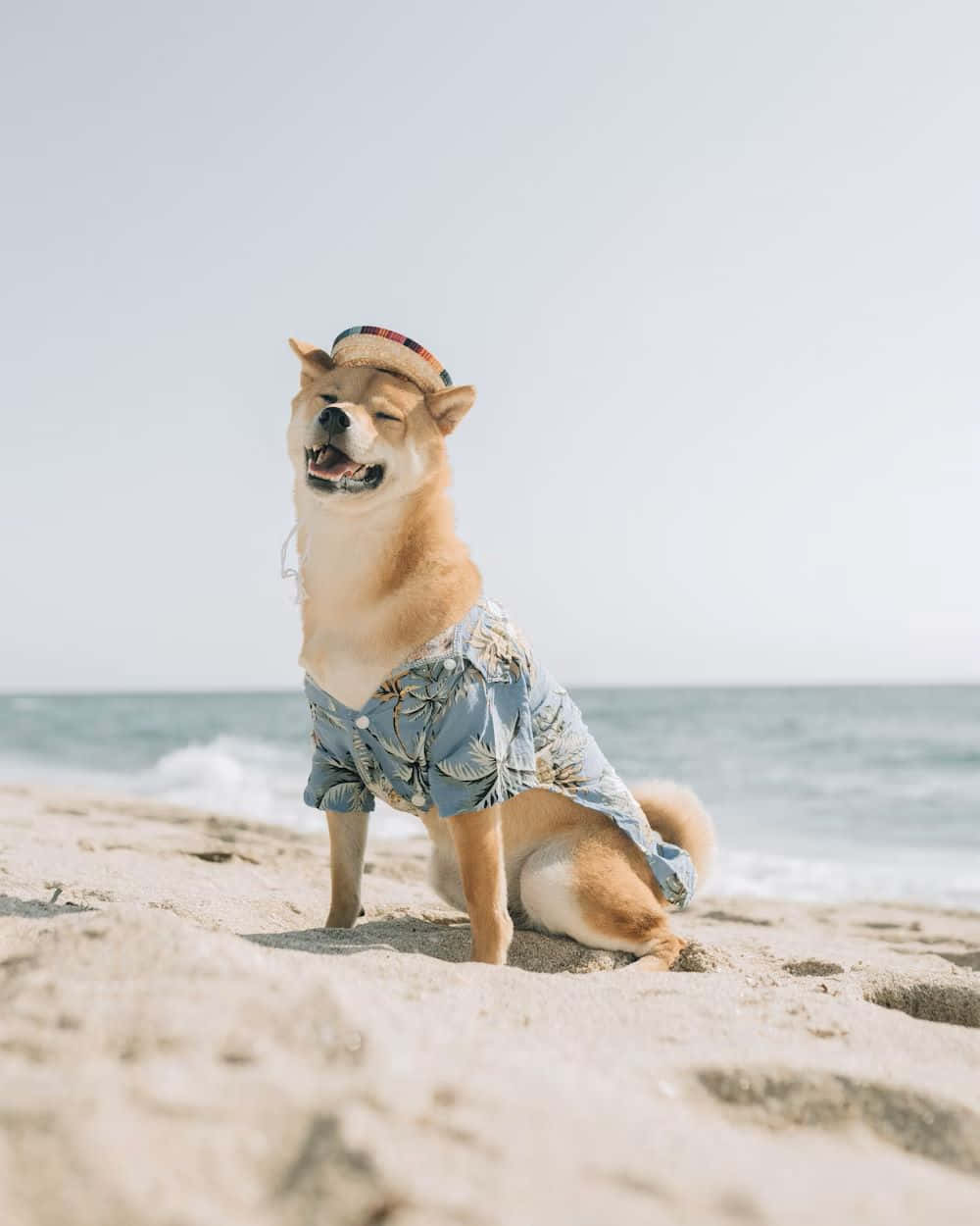 Stylish Dog Beach Vacation Outfit Wallpaper