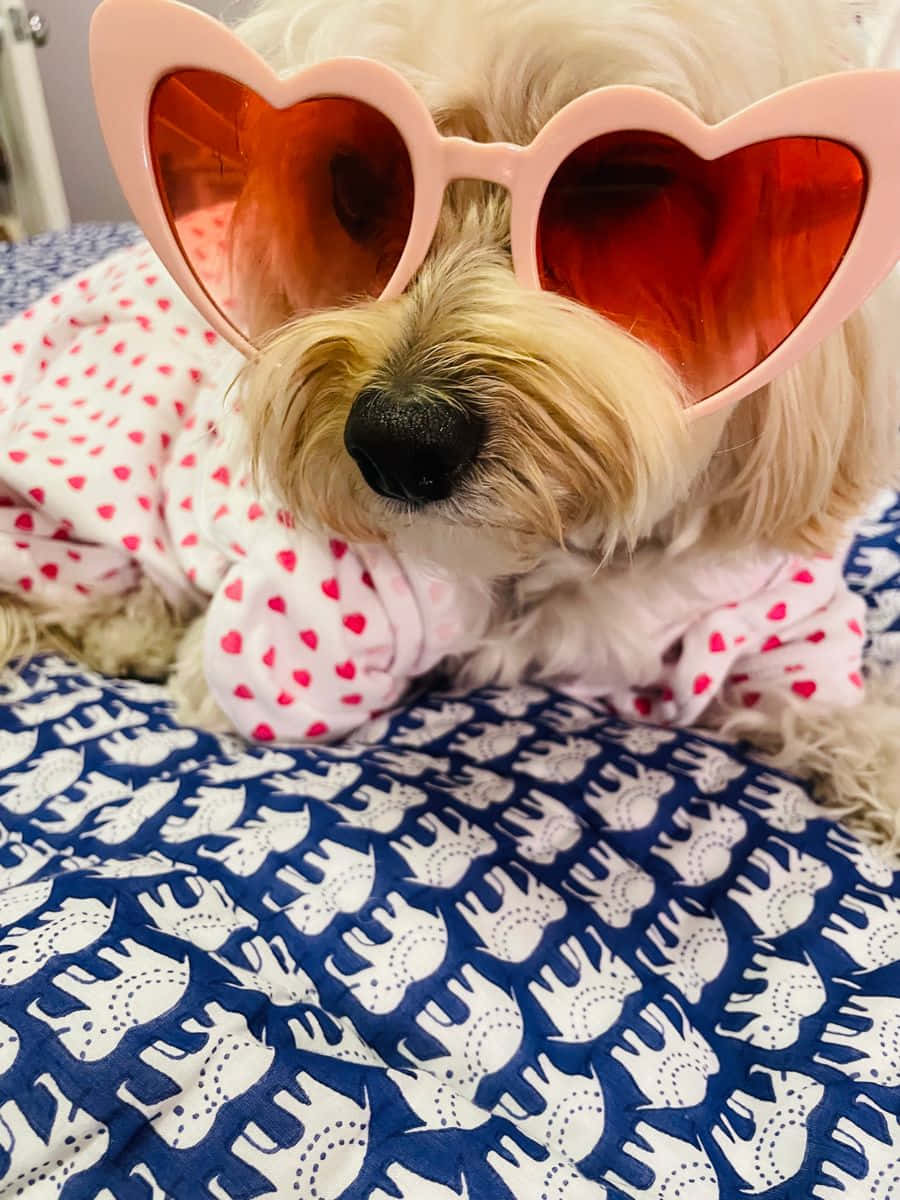 Stylish Dog Wearing Heart Shaped Sunglasses Wallpaper