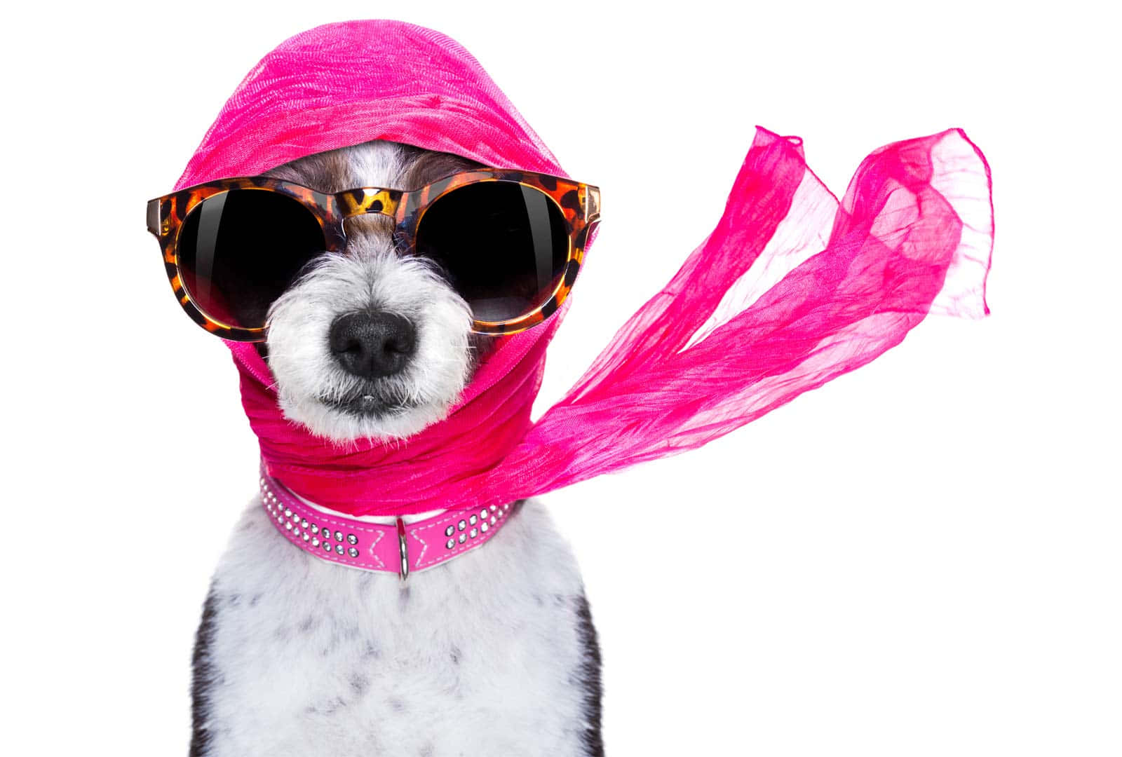 Stylish Dogwith Sunglassesand Scarf Wallpaper