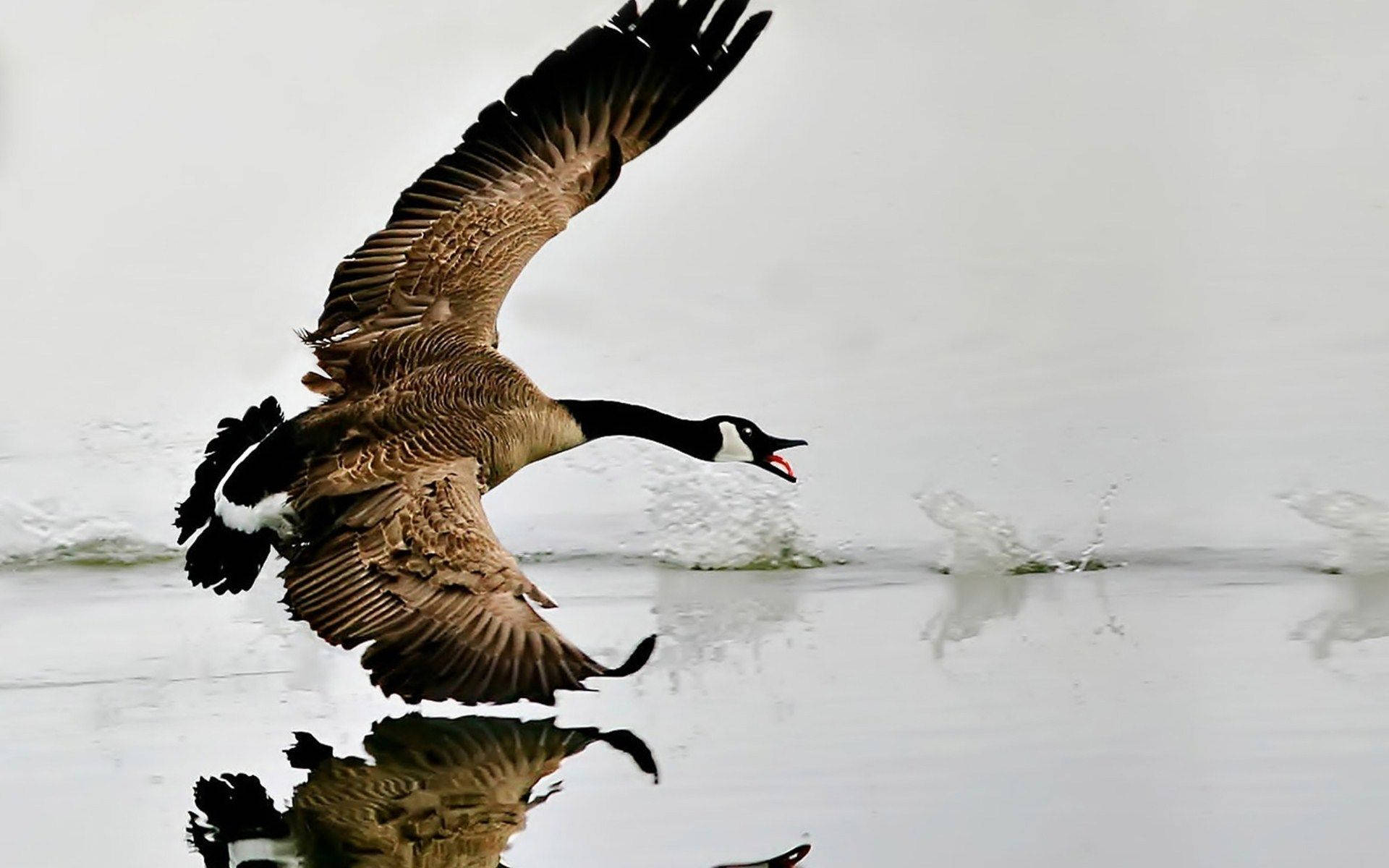 Untitled Goose with Knife Black Wallpapers  Wallpapers Clan