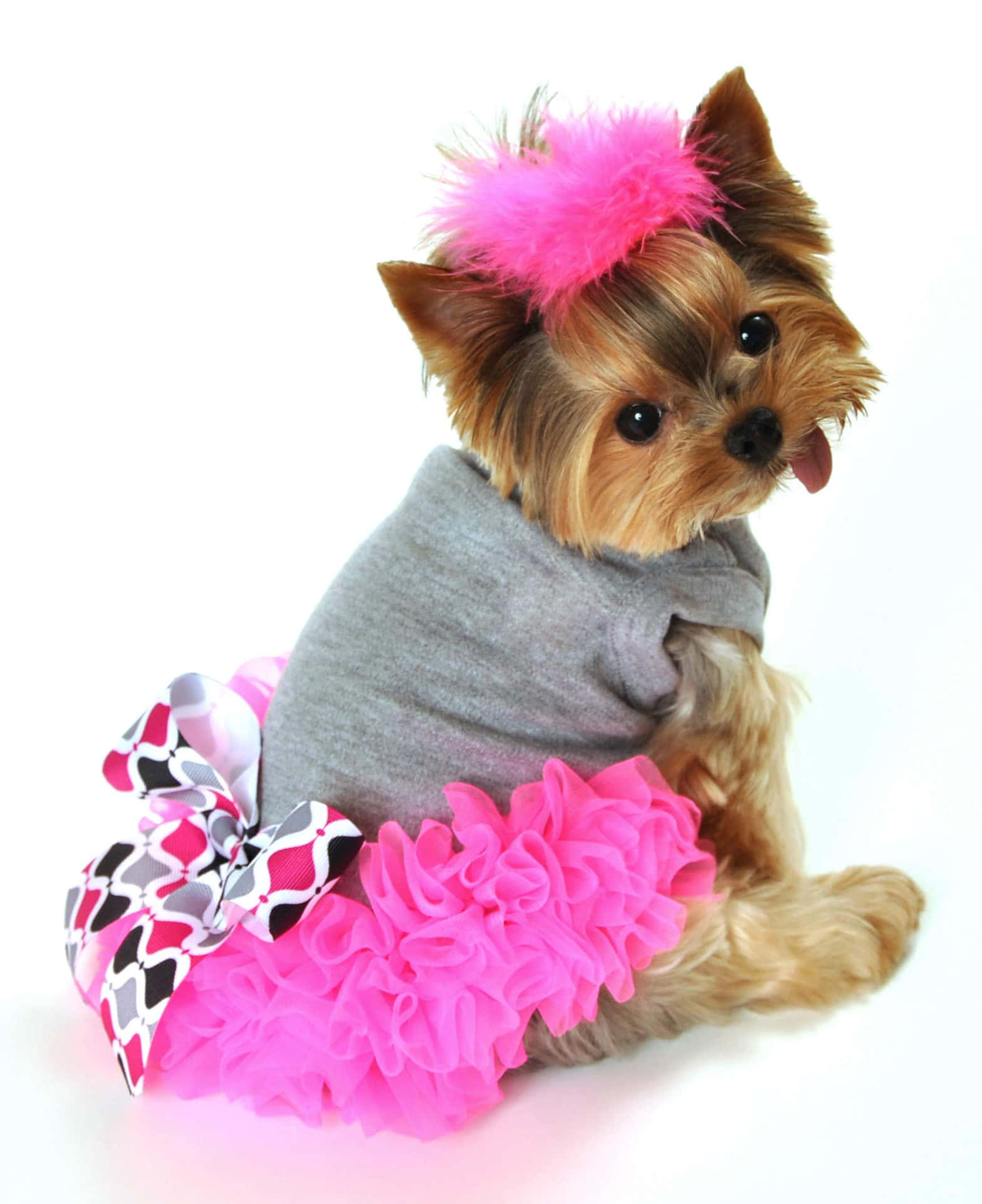 Stylish Pooch Dressed Up In Colorful Attire Wallpaper