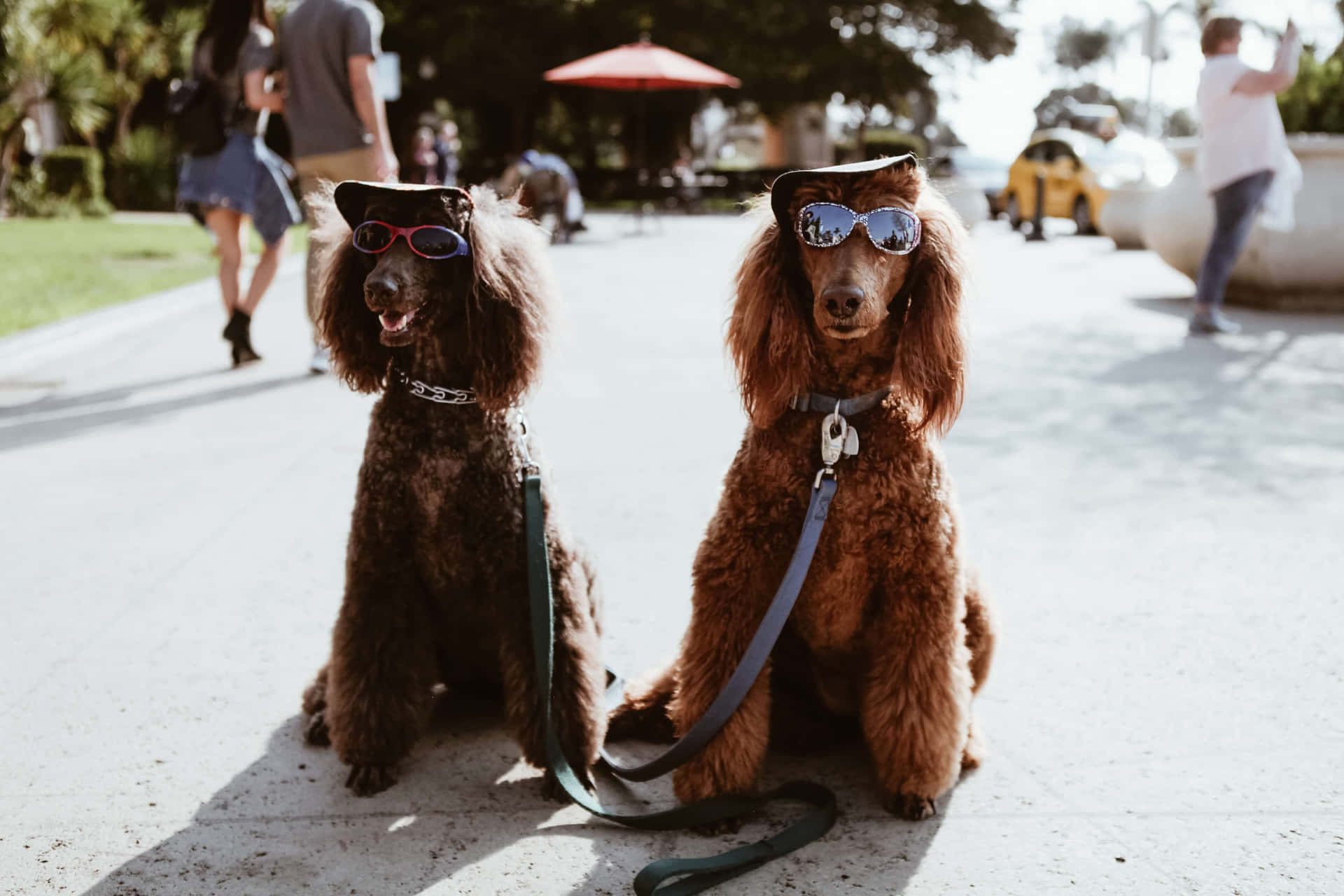 Stylish Poodles With Sunglasses Wallpaper