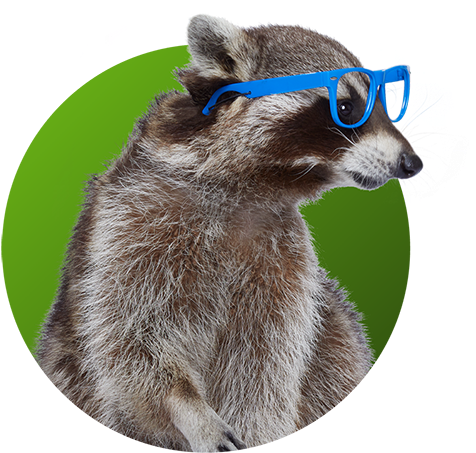 Stylish Raccoon With Blue Glasses PNG