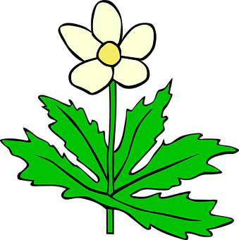 Stylized Anemone Flower Illustration PNG