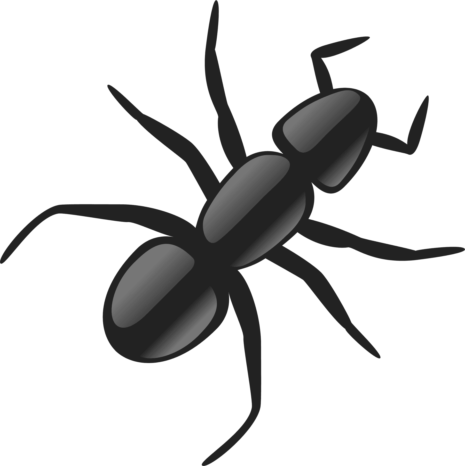 Stylized Ant Illustration PNG
