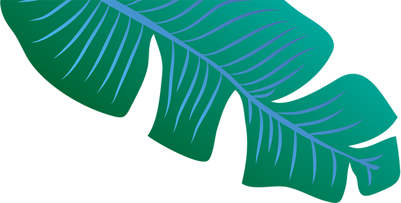 Stylized Banana Leaf Graphic PNG