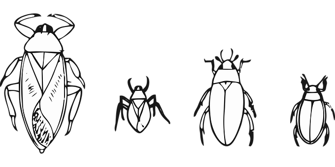 Stylized Beetle Illustrations Black Background PNG