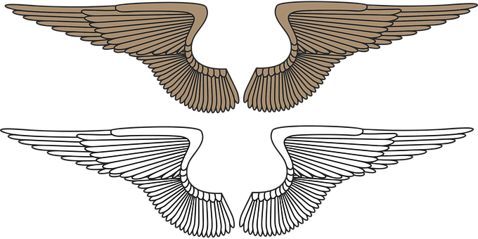Stylized Bird Wings Graphic PNG