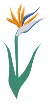 Stylized Birdof Paradise Flower Illustration PNG