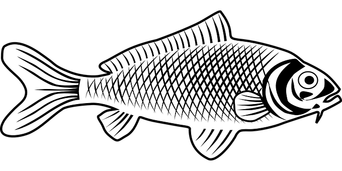 Stylized Blackand White Fish Illustration PNG