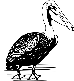 Stylized Blackand White Pelican Illustration PNG
