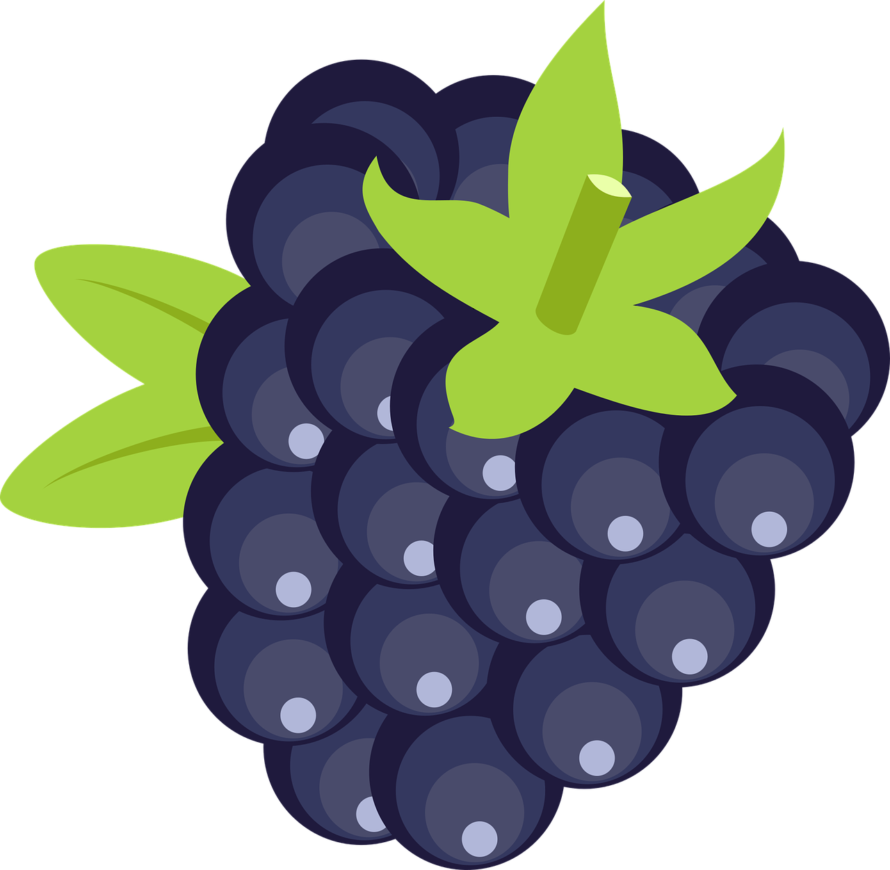 Stylized Blackberry Illustration PNG