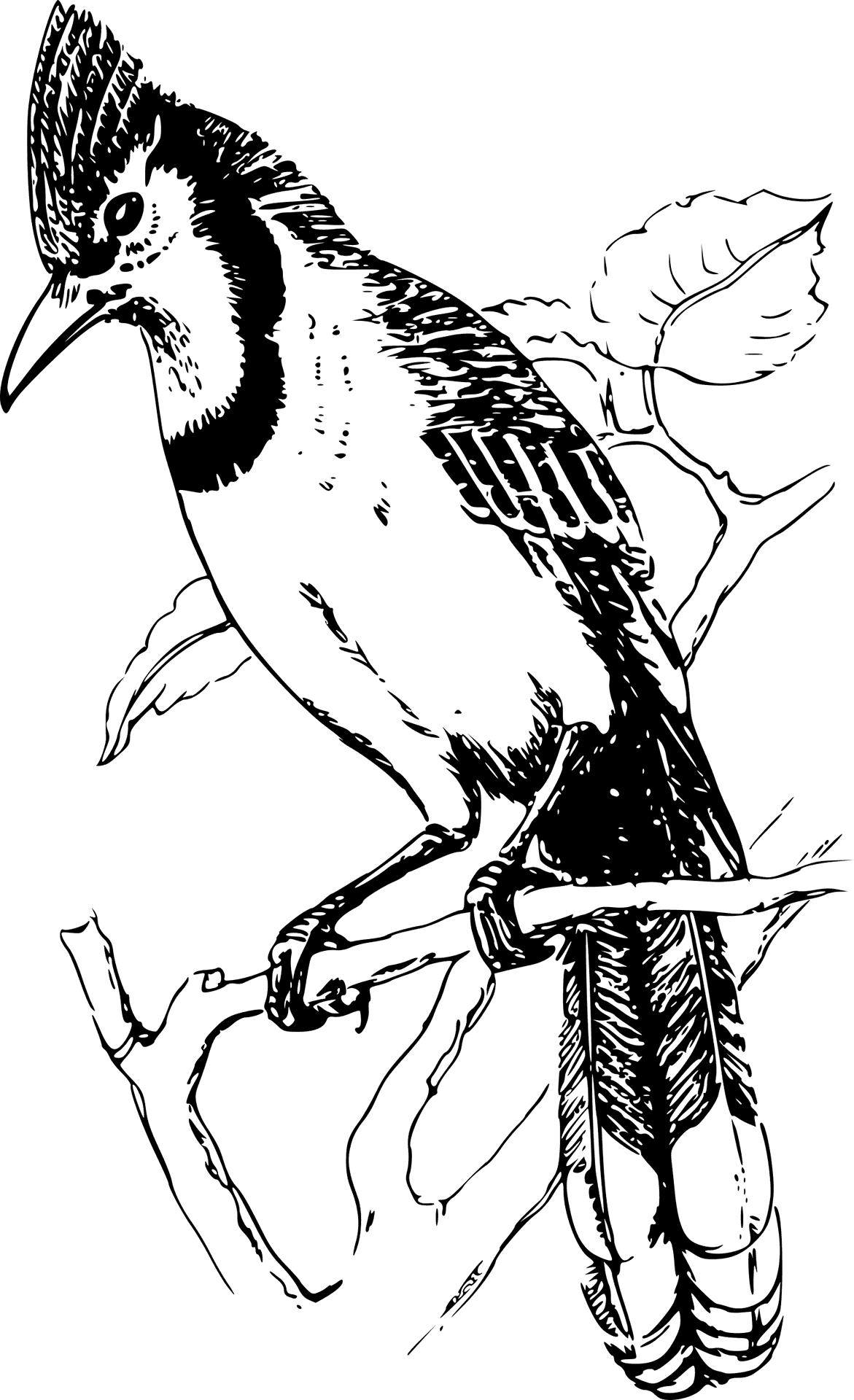 Stylized Blackbird Illustration PNG