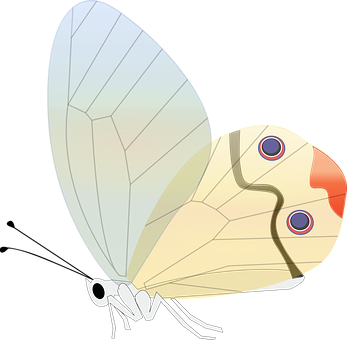 Stylized Butterfly Illustration PNG