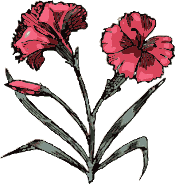 Stylized Carnation Illustration PNG