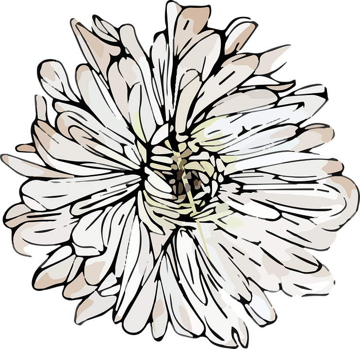 Stylized Chrysanthemum Illustration PNG