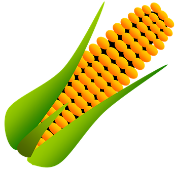 Stylized Corn Cob Illustration PNG