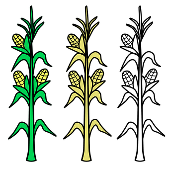 Stylized Corn Stalks Illustration PNG