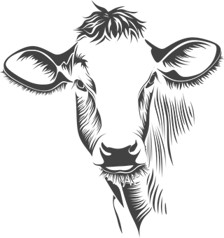 Stylized Cow Portrait Black Background PNG