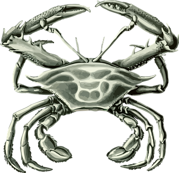 Stylized Crab Illustration PNG