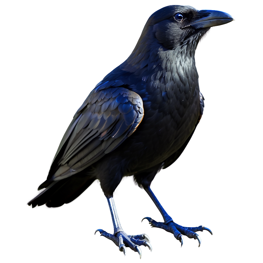 Download Stylized Crow Png Qmq | Wallpapers.com