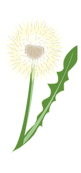 Stylized Dandelion Graphic PNG