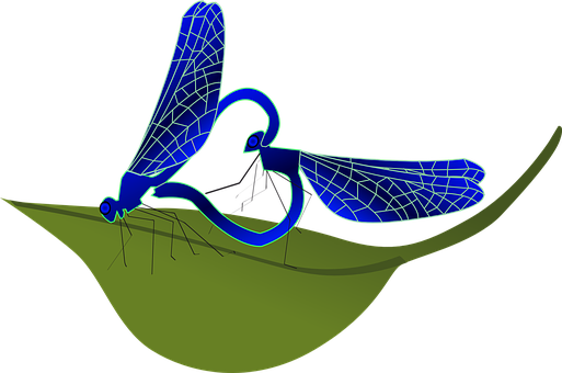 Stylized Dragonfly Illustration PNG