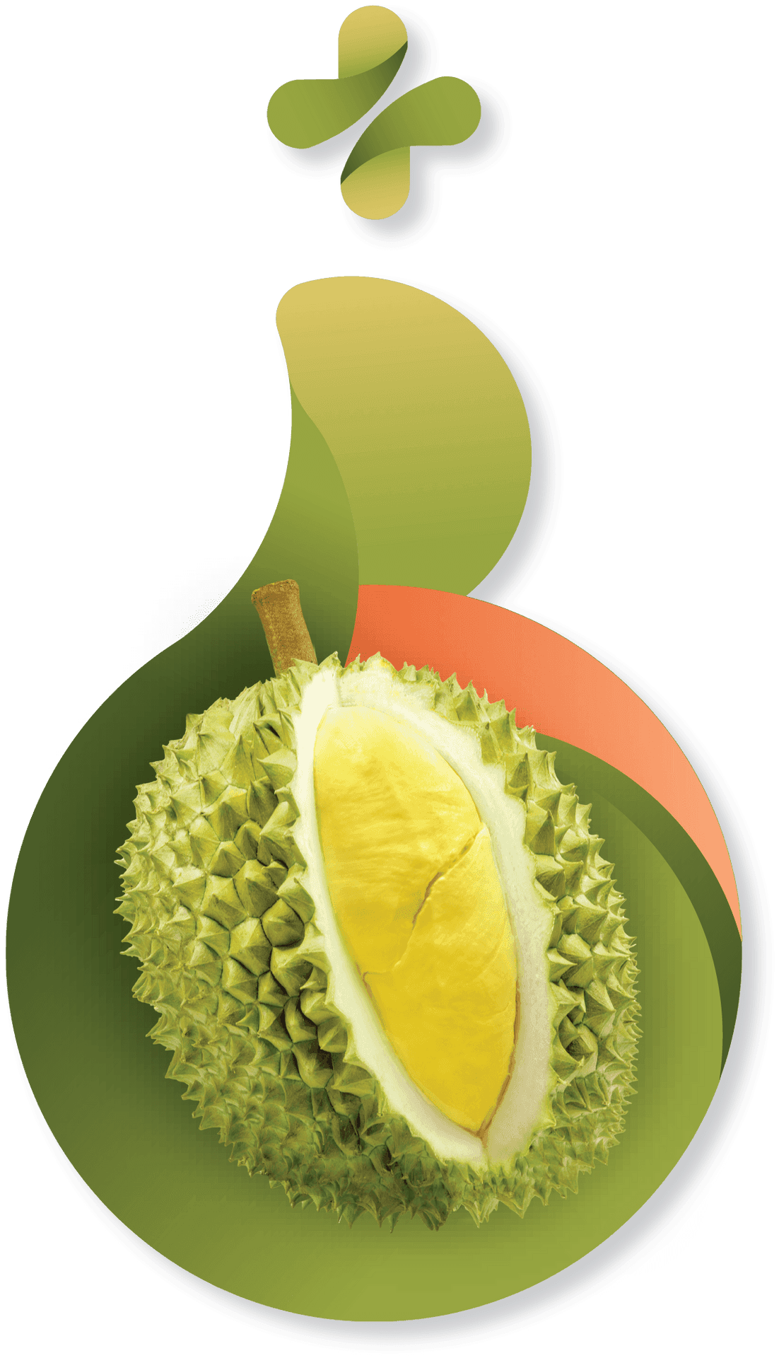 Stylized Durian Fruit Graphic PNG