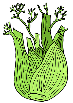 Stylized Fennel Illustration PNG