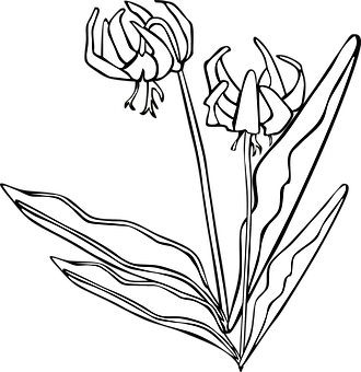 Stylized Floral Graphic Blackand White PNG