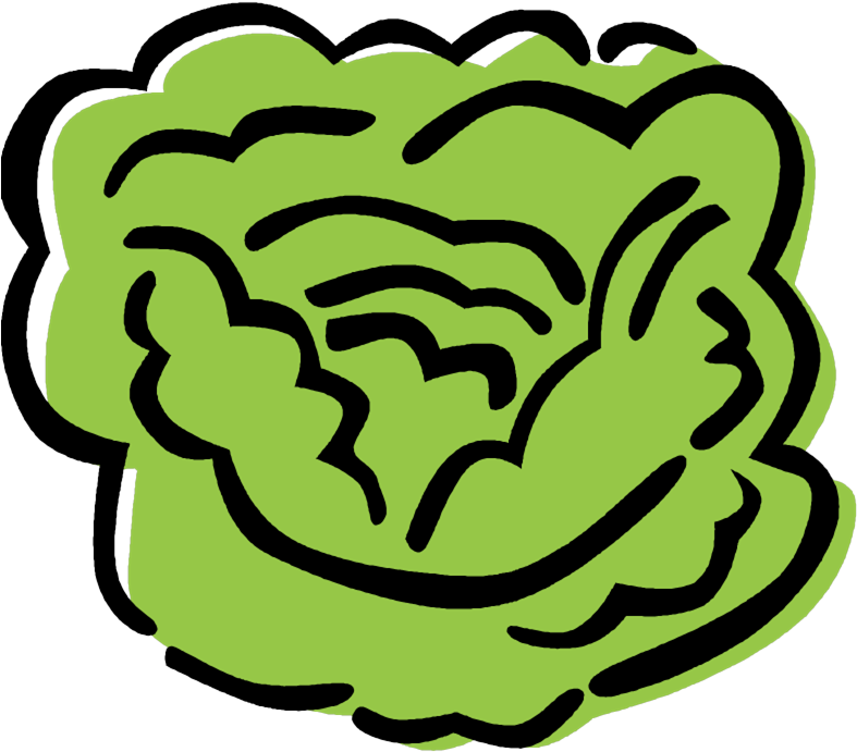 Stylized Green Lettuce Illustration PNG