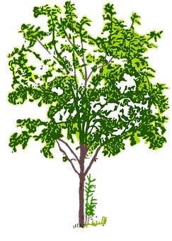 Stylized Green Tree Illustration PNG