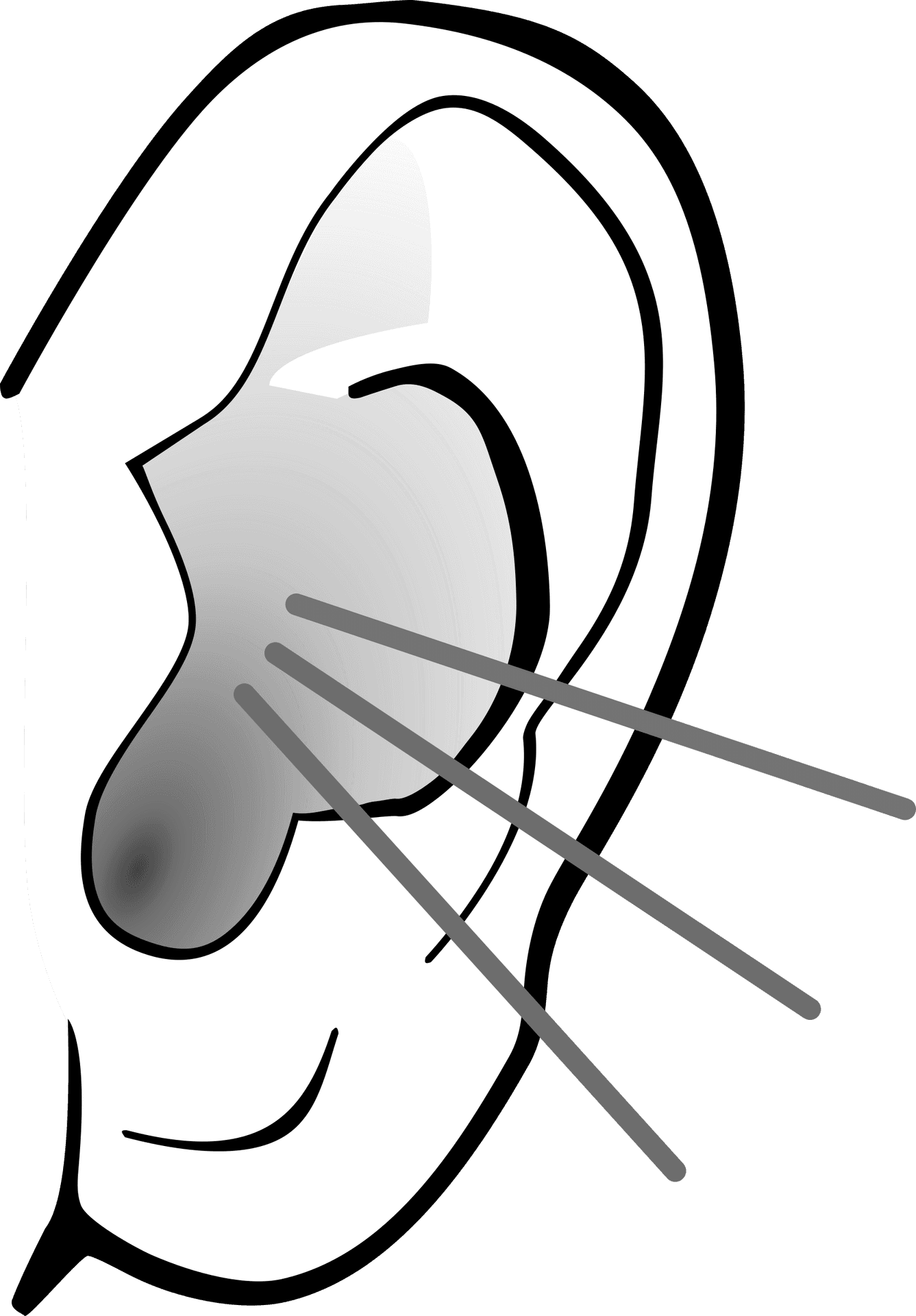 Stylized Human Ear Illustration PNG
