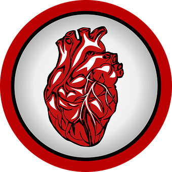 Stylized Human Heart Illustration PNG