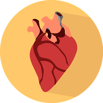 Stylized Human Heart Illustration PNG
