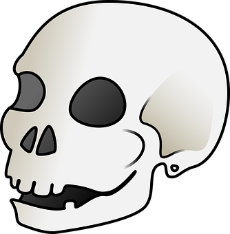 Stylized Human Skull Graphic PNG