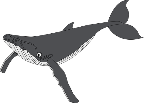 Stylized Humpback Whale Illustration PNG