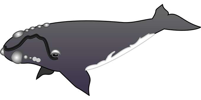 Stylized Humpback Whale Illustration PNG