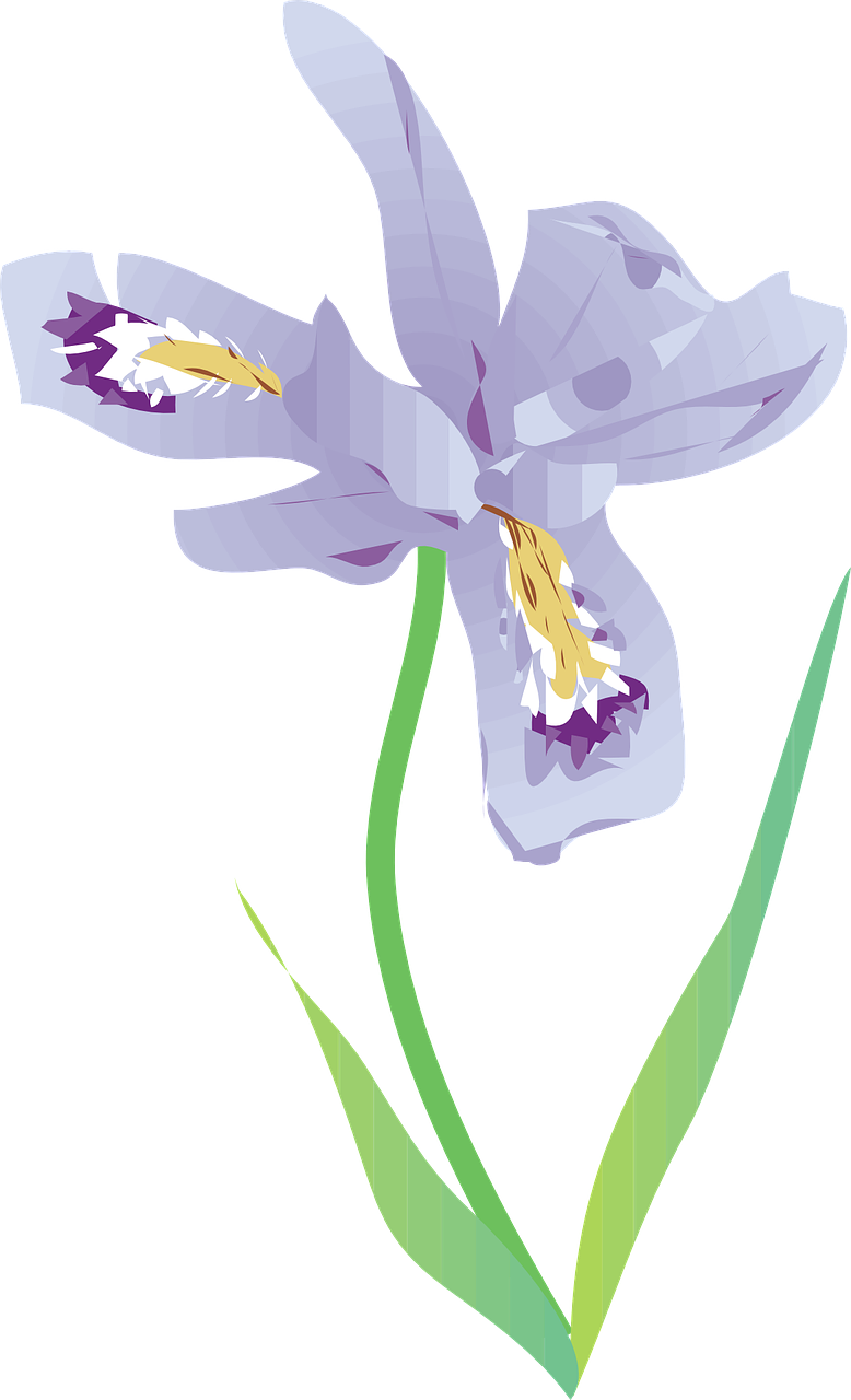 Stylized Iris Flower Illustration PNG