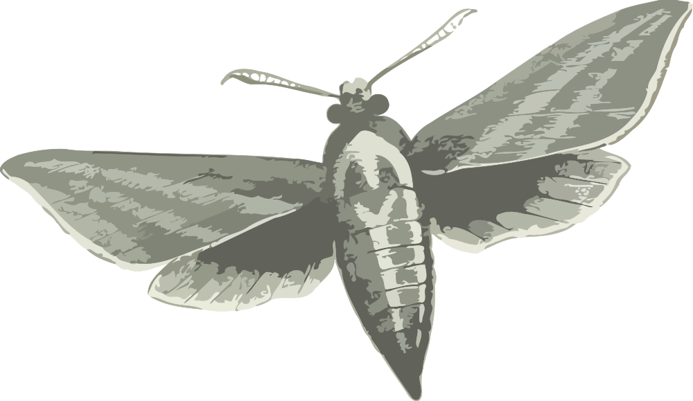 Stylized Moth Illustration PNG