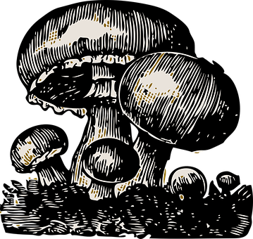 Stylized Mushroom Illustration PNG