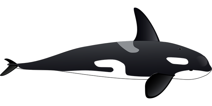 Stylized Orca Graphic PNG