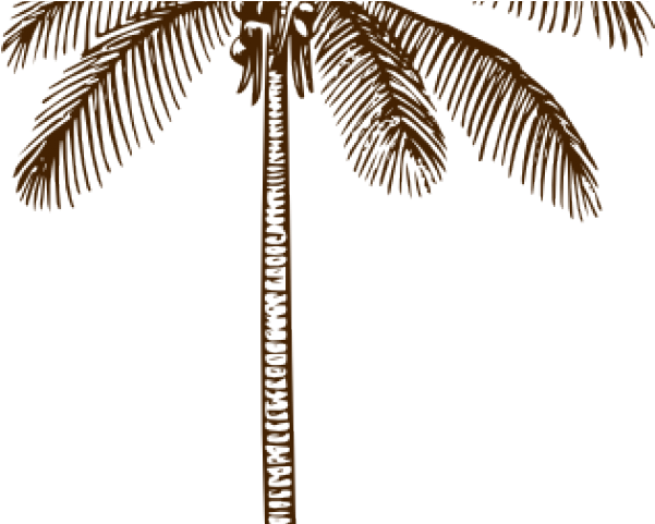 Stylized Palm Tree Illustration PNG