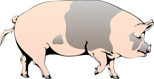 Stylized Pig Illustration PNG