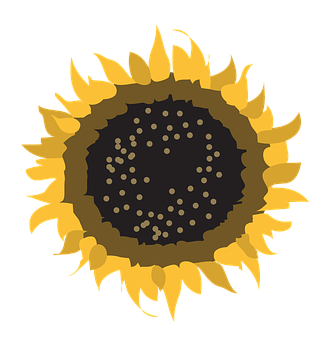Stylized Sunflower Graphic PNG