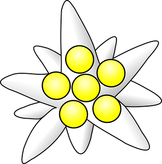 Stylized White Flower Graphic PNG