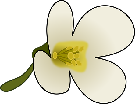 Stylized White Flower Illustration PNG