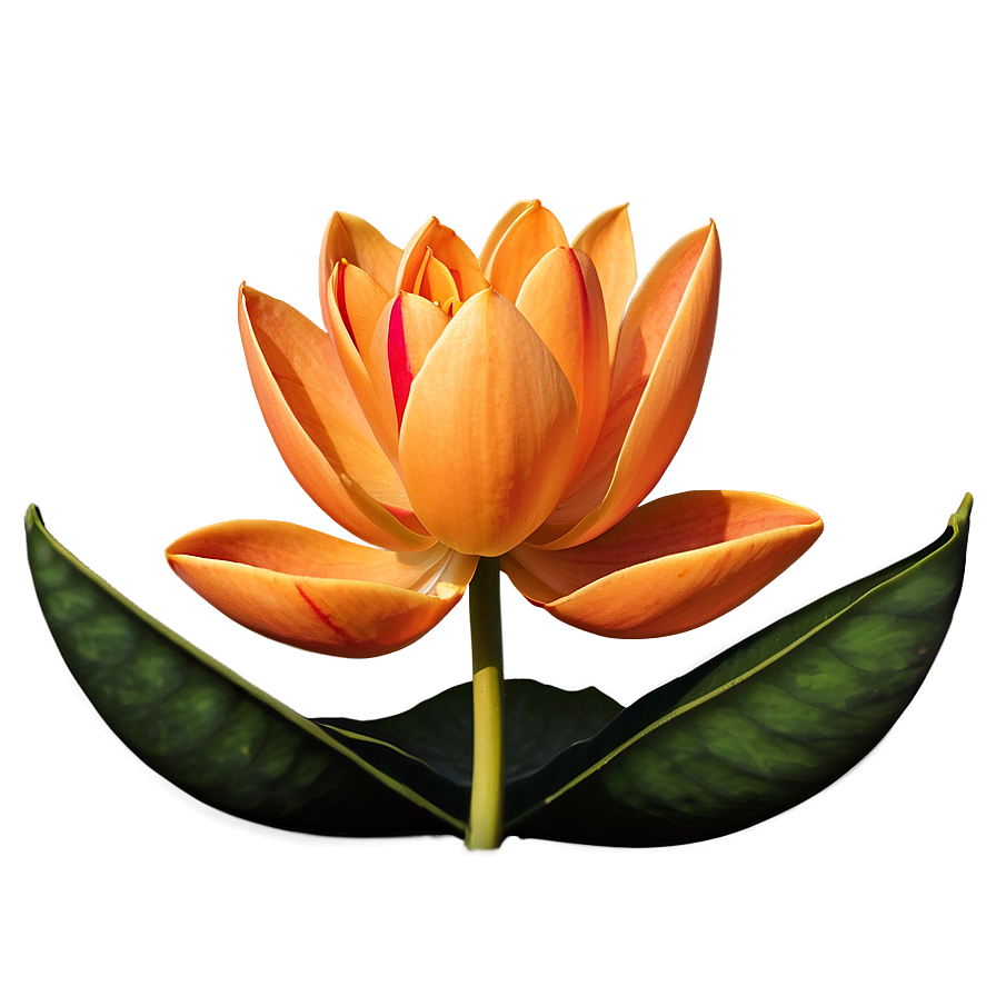 Sublime Orange Lotus Png 90 PNG