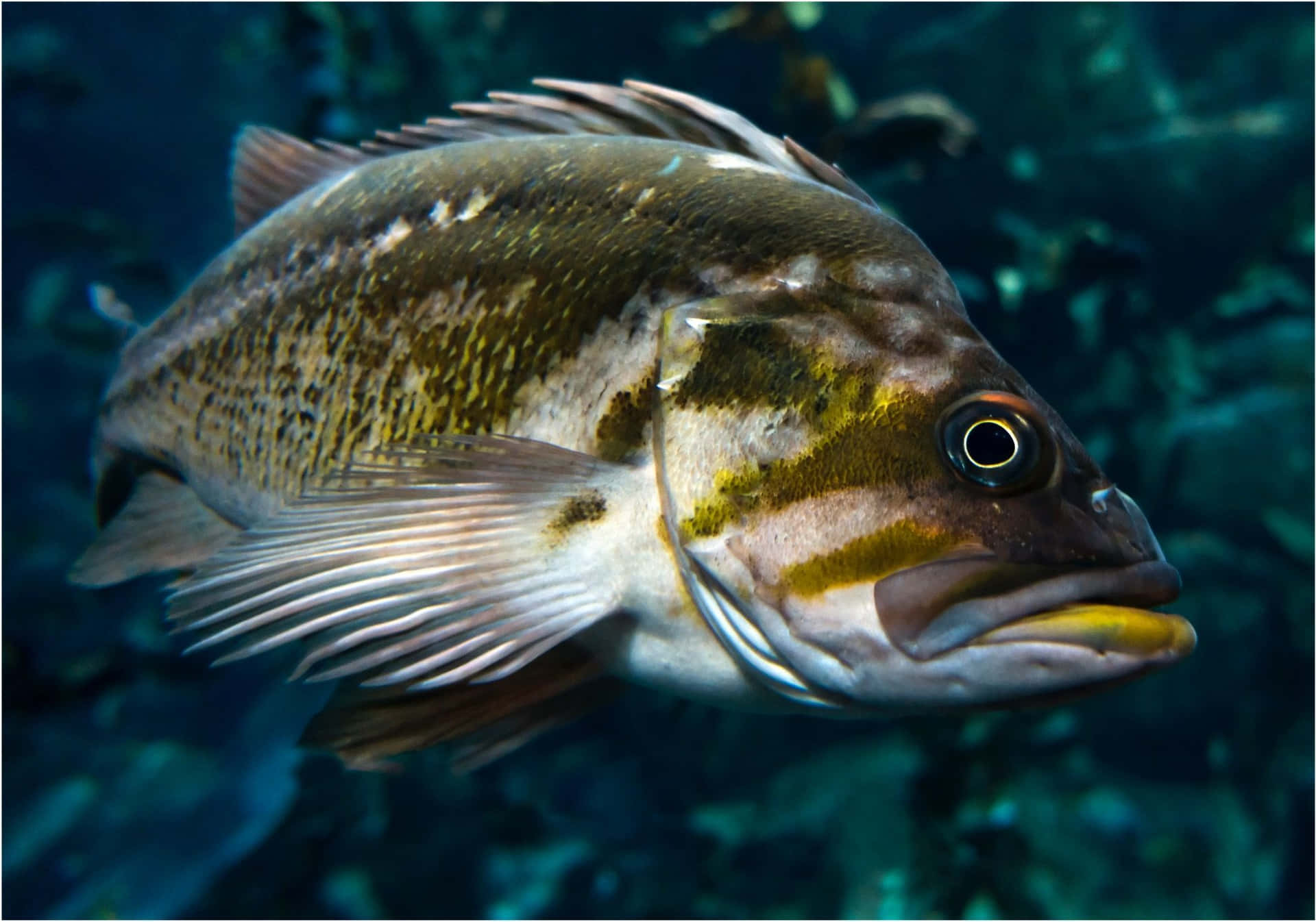 Sublime Underwater Snapshot Of A Quillback Rockfish Wallpaper