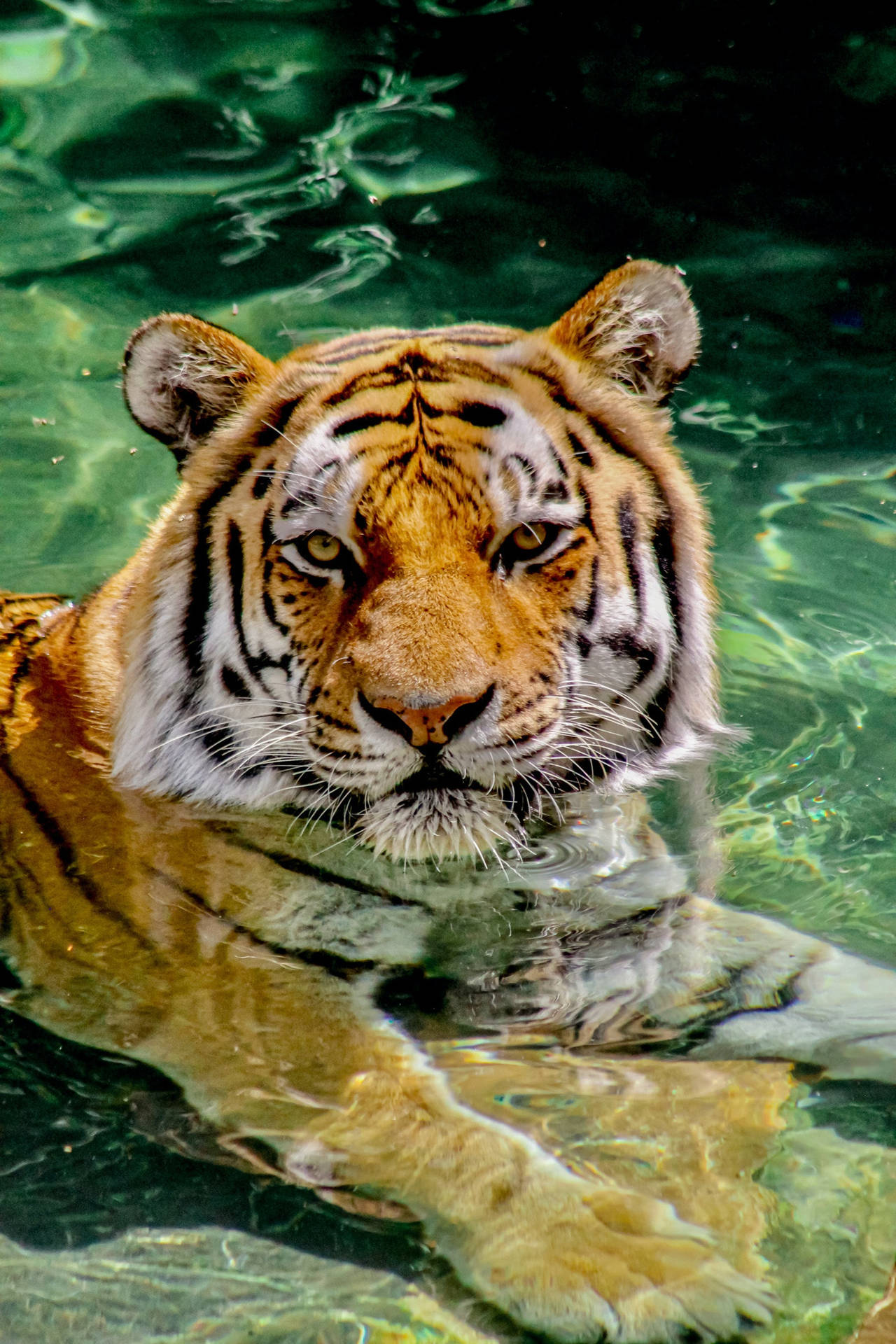 Submerged In Water Tiger Iphone Wallpaper